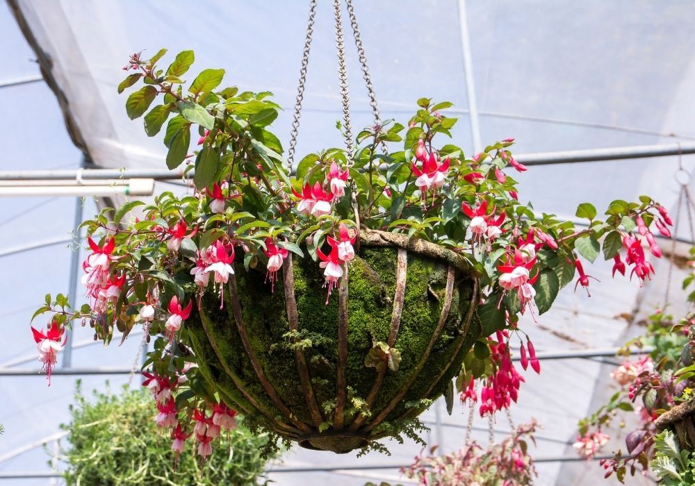 fuchsia-flowers-in-a-greenhouse